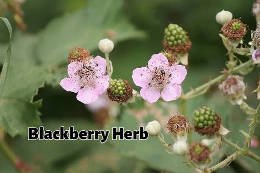blackberries-3481349__340